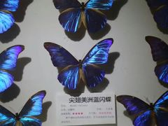 -上海大自然野生昆虫馆(东方明珠·爬宠昆虫探索中心)