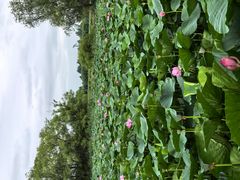 -白渔泡湿地公园