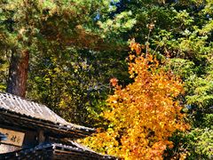 -五营红松林海景区