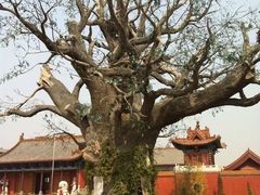 -大槐树寻根祭祖园