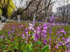 -山东艺术学院(长清校区)