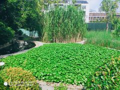 -活水公园