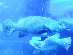 -太平洋海底世界