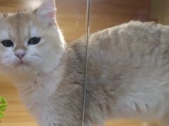 -猫十亿·布偶金渐层·曼基康矮脚猫舍(青年路店)