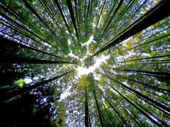 -山王坪喀斯特国家生态公园