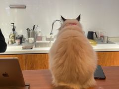 -有猫主题·治愈系猫咖(曾厝垵店)