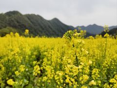 -石台牯牛降景区