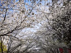 -高东镇樱花园