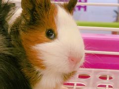 -钓仓鼠(洋桥北里小区店)