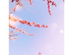 -莘庄梅园