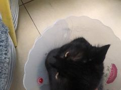 -宠福鑫康馨动物医院·骨科·眼科