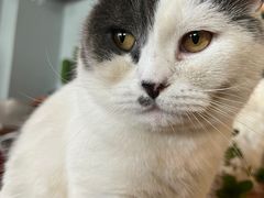 -Cappucimeow猫咪咖啡馆(韦伯时代店)