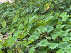 -天鹅湖体育公园