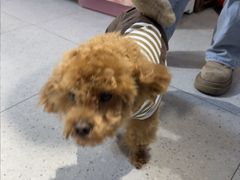 -FAELING PETS美天灵宠物(富力广场店)
