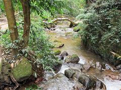 -莫里热带雨林景区