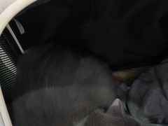 -艾贝尔宠物医院·24H转诊中心·肿瘤猫专科(江宁双龙店)