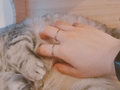 -猫咪派对(江南西店)