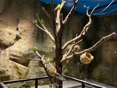 -zoonana室内动物园(东方福来德店)