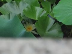 -莲湖公园