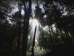 -铁山坪森林公园