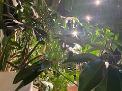 -自由生长植物工作室(深港花卉中心店)