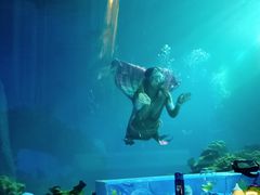 -海棠湾洲际-涛·海底餐厅·美人鱼·自助餐·海底隧道