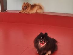-和它·交个朋友·狗咖猫咖(爱琴海店)