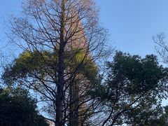 -上海滨江森林公园