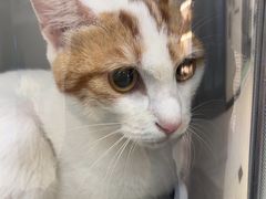 -爱妮康宠物医院·干细胞免疫细胞·肿瘤·心脏(张江店)