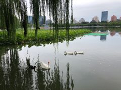 -莲花池公园