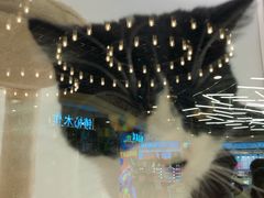 -猫冇咖·家门口的撸猫馆(大融城店)
