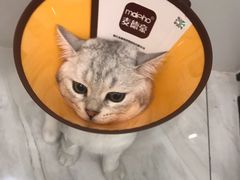 -佳雯宠物医院(四明中路分院)