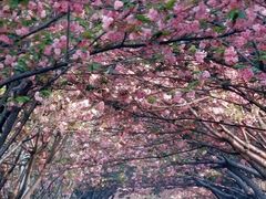 -高东镇樱花园