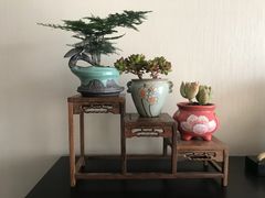 -双季花艺园艺市场(浦东店)