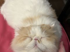 -MOCHA明星猫咖(田子坊店)