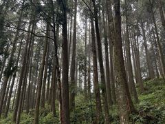 -阿里山神木遗迹