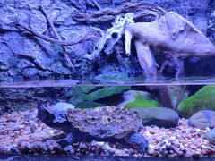 -上海海洋水族馆