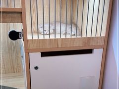 -山宅一喵德文卷毛猫舍