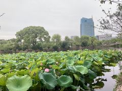 -无锡蠡湖国家湿地公园-蠡园