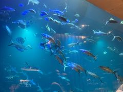 -海棠湾洲际-涛·海底餐厅·美人鱼·自助餐·海底隧道