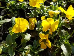 -哈尔滨文化公园