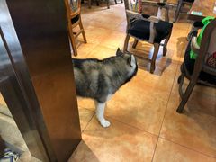 -more than meow吴止猫主题餐厅(承德 中船汇店)