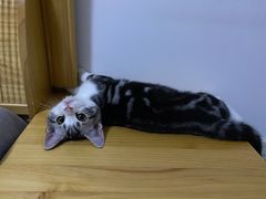 -翊宠yipet猫狗购宠庄园犬舍•猫舍