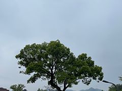 -龙坞茶村