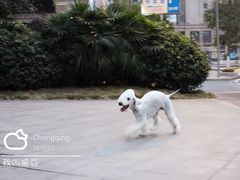 -重庆市江北嘴中央商务区中央公园