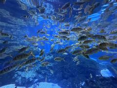 -海合安成都极地海洋公园