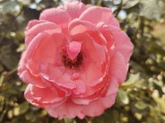 -亚龙湾国际玫瑰谷