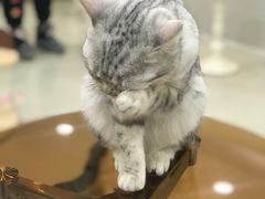-共舞时光猫咖·狗咖(新街口店)
