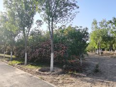 -永定河休闲森林公园