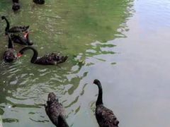 -五缘湾湿地公园